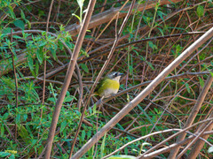 Chlorospingus flavopectus