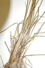 Juncus interior