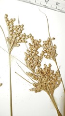 Juncus interior