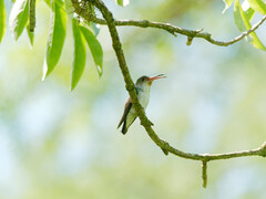 Elliotomyia chionogaster