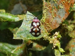 Omophoita