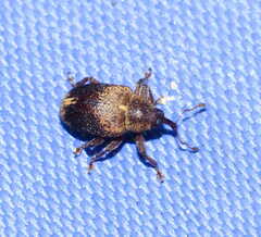 Lignyodes enucleator