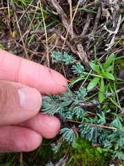 Petrosedum amplexicaule