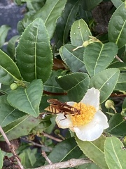 Polistes major major