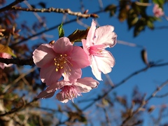 Prunus campanulata