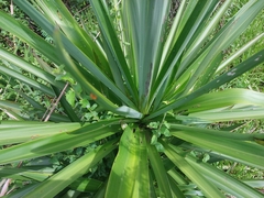 Cordyline