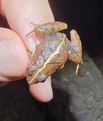 Minervarya syhadrensis