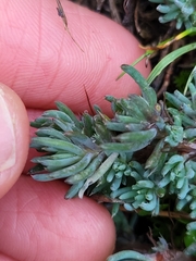 Petrosedum amplexicaule