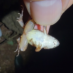 Minervarya syhadrensis