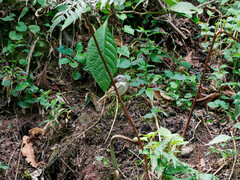 Mecocerculus hellmayri