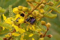 Leucocelis