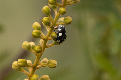 Mausoleopsis amabilis