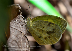 Eurema elathea