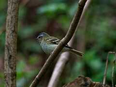 Mecocerculus hellmayri