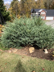 Juniperus × pfitzeriana