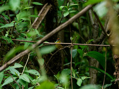 Myioborus brunniceps