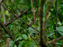 Mecocerculus hellmayri