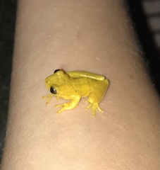 Dendropsophus minutus