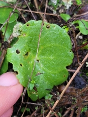 Umbilicus rupestris