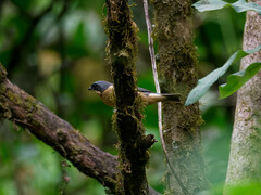 Pipraeidea melanonota