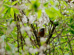 Microspingus erythrophrys