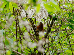 Microspingus erythrophrys