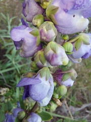 Angelonia integerrima