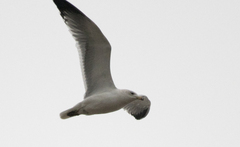 Larus armenicus