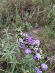 Angelonia integerrima