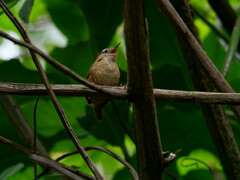 Troglodytes solstitialis
