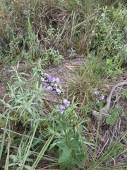 Angelonia integerrima