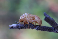 Cicadoidea