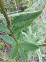 Angelonia integerrima