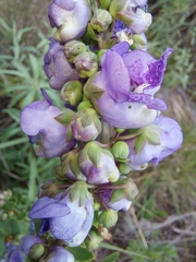 Angelonia integerrima