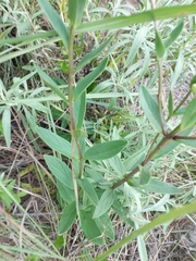 Angelonia integerrima