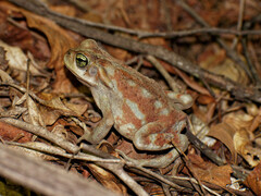 Rhinella