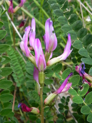 Astragalus monspessulanus