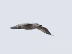 Larus armenicus