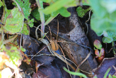 Dicranopalpus pulchellus