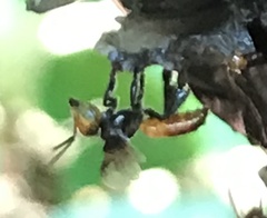 Oxytrigona tataira