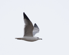 Larus armenicus