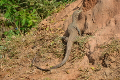 Varanus bengalensis