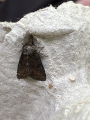 Oligia latruncula
