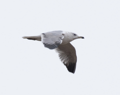 Larus armenicus