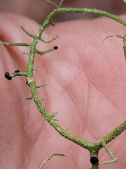 Biatoropsis usnearum