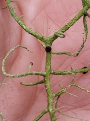 Biatoropsis usnearum