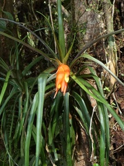 Guzmania