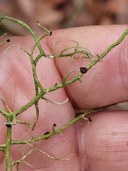 Biatoropsis usnearum