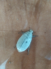 Cyphochilus apicalis