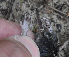 Microtus duodecimcostatus